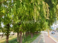 tree, 나무, plant, 식물, 경상대정문, 사진,이미지,일러스트,캘리그라피 - qkrxjvm작가 크라우드픽 - 저작권 걱정 없는 상업용 이미지