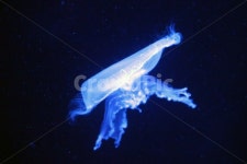 해파리, 젤리피쉬, jellyfish, 수족관, 바다, 사진,이미지,일러스트,캘리그라피 - Anncy작가 크라우드픽 - 저작권 걱정 없는 상업용 이미지