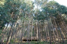 편백나무, 편백나무숲, 나무, 숲, 식물, 사진,이미지,일러스트,캘리그라피 - 날몽작가 크라우드픽 - 저작권 걱정 없는 상업용 이미지