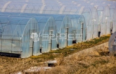 자연, nature, 옥외, outdoors, 비닐하우스, 사진,이미지,일러스트,캘리그라피 - studio H작가 크라우드픽 - 저작권 걱정 없는 상업용 이미지