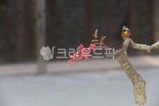 곤줄바기, 새, 동물, 생태, 자연, 사진,이미지,일러스트,캘리그라피 - 풍경소리 2작가 크라우드픽 - 저작권 걱정 없는 상업용 이미지