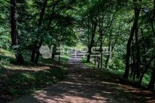 path, 길, tree, 나무, plant, 사진,이미지,일러스트,캘리그라피 - studio H작가 크라우드픽 - 저작권 걱정 없는 상업용 이미지