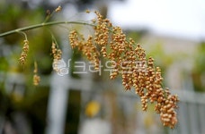수수, 곡식, 곡물, sorghum, 식용, 사진,이미지,일러스트,캘리그라피 - Deep bLUE작가 크라우드픽 - 저작권 걱정 없는 상업용 이미지