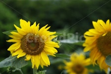 해바라기, 꽃, 노랑, 초록, 자연, 사진,이미지,일러스트,캘리그라피 - Nnamuweb작가 크라우드픽 - 저작권 걱정 없는 상업용 이미지