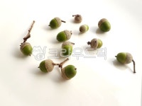 도토리, 상수리, 상수리열매, 초록도토리, 가을, 사진,이미지,일러스트,캘리그라피 - 신정작가 크라우드픽 - 저작권 걱정 없는 상업용 이미지