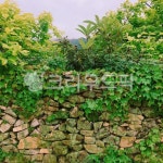 돌담, 담쟁이, 넝쿨, 초록, 신선한, 사진,이미지,일러스트,캘리그라피 - hlucky작가 크라우드픽 - 저작권 걱정 없는 상업용 이미지