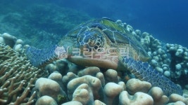 turtle, sealife, 해양생물, 터틀, 동물, 사진,이미지,일러스트,캘리그라피 - 아를르캥 작가 크라우드픽 - 저작권 걱정 없는 상업용 이미지