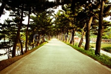 시골길, 해안길, 해송, 소나무, 7번국도, 사진,이미지,일러스트,캘리그라피 - 곰곰작가 크라우드픽 - 저작권 걱정 없는 상업용 이미지