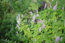 나비, 봄, 검은나비, herbs, 허브, 사진,이미지,일러스트,캘리그라피 - whdrhks5192작가 크라우드픽 - 저작권 걱정 없는 상업용 이미지