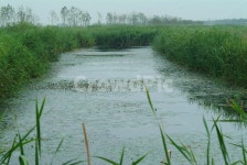 연꽃, 맥도생태공원, 늡지대, 강변길, 산책로, 사진,이미지,일러스트,캘리그라피 - 부산걷기왕작가 크라우드픽 - 저작권 걱정 없는 상업용 이미지
