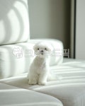 강아지, 말티즈, 흰강아지, 하얀강아지, 실내, 사진,이미지,일러스트,캘리그라피 - RAN2작가 크라우드픽 - 저작권 걱정 없는 상업용 이미지