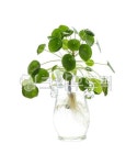 leaf, 잎, plant, 식물, green, 사진,이미지,일러스트,캘리그라피 - Nbbbbb91작가 크라우드픽 - 저작권 걱정 없는 상업용 이미지