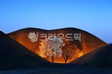 목련, 꽃, 경주, 유적지, 문화, 사진,이미지,일러스트,캘리그라피 - 깨비선생작가 크라우드픽 - 저작권 걱정 없는 상업용 이미지
