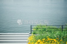 한강, 꽃, plant, 뚝섬유원지, 봄, 사진,이미지,일러스트,캘리그라피 - wonder작가 크라우드픽 - 저작권 걱정 없는 상업용 이미지