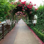 장미, 꽃, 꽃길, 산책, 힐링, 사진,이미지,일러스트,캘리그라피 - 1장만사주세요작가 크라우드픽 - 저작권 걱정 없는 상업용 이미지