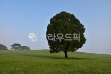 공원, 나무, 하늘, 봄, 힐링, 사진,이미지,일러스트,캘리그라피 - 들꽃쑥작가 크라우드픽 - 저작권 걱정 없는 상업용 이미지