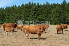 소, 한우, 목장, 방목, 초원, 사진,이미지,일러스트,캘리그라피 - gpwlsl302작가 크라우드픽 - 저작권 걱정 없는 상업용 이미지