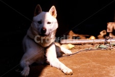 필름, 필름사진, 필름느낌, 필름감성, 백구, 사진,이미지,일러스트,캘리그라피 - 팡팡이작가 크라우드픽 - 저작권 걱정 없는 상업용 이미지