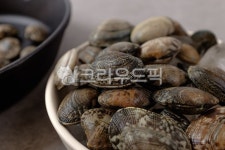 바지락, 조개, 패류, 바지락조개, 해산물, 사진,이미지,일러스트,캘리그라피 - Ntjdals2245작가 크라우드픽 - 저작권 걱정 없는 상업용 이미지