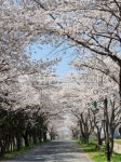 flower, 벚꽃나무, 꽃, 벚꽃길, cherryblossom, 사진,이미지,일러스트,캘리그라피 - crystaltr작가 크라우드픽 - 저작권 걱정 없는 상업용... 