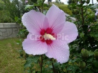 식물, plant, 꽃, 무궁화, 자연, 사진,이미지,일러스트,캘리그라피 - Noldtk작가 크라우드픽 - 저작권 걱정 없는 상업용 이미지