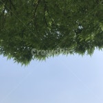 tree, 나무, plant, 식물, leaf, 사진,이미지,일러스트,캘리그라피 - yoonj39작가 크라우드픽 - 저작권 걱정 없는 상업용 이미지