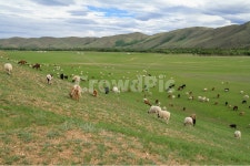 염소, 초원, 몽골, 잔디, 농촌, 사진,이미지,일러스트,캘리그라피 - pradis작가 크라우드픽 - 저작권 걱정 없는 상업용 이미지