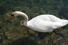 고니, 큰고니, 새, 백조, 호수, 사진,이미지,일러스트,캘리그라피 - padongta작가 크라우드픽 - 저작권 걱정 없는 상업용 이미지