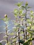 잎, leaf, 싹, flower, 나무, 사진,이미지,일러스트,캘리그라피 - nti71작가 크라우드픽 - 저작권 걱정 없는 상업용 이미지