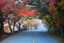 전남, 백양사가을, 장성, 백양사, tree, 사진,이미지,일러스트,캘리그라피 - 영산공작가 크라우드픽 - 저작권 걱정 없는 상업용 이미지