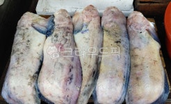 물메기, 물곰, 곰치, 수산물, 해산물, 사진,이미지,일러스트,캘리그라피 - space작가 크라우드픽 - 저작권 걱정 없는 상업용 이미지