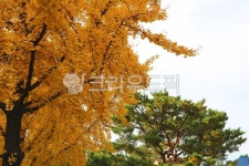 은행나무, 나무, 식물, 자연, 열매, 사진,이미지,일러스트,캘리그라피 - 청랑작가 크라우드픽 - 저작권 걱정 없는 상업용 이미지