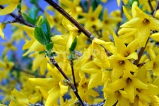 개나리, 노란꽃, 노랑색, 봄꽃, forsythia, 사진,이미지,일러스트,캘리그라피 - youngsteel작가 크라우드픽 - 저작권 걱정 없는 상업용 이미지