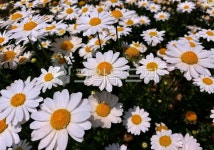 구절초, 9월9일, 데이지, 꽃, petal, 사진,이미지,일러스트,캘리그라피 - Artworkgirl작가 크라우드픽 - 저작권 걱정 없는 상업용 이미지