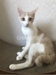 고양이, 동물, 미묘, 반려동물, 귀여움, 사진,이미지,일러스트,캘리그라피 - Nwldud7757작가 크라우드픽 - 저작권 걱정 없는 상업용 이미지