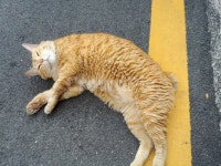 고양이, cat, 길고양이, 길냥이, 냥냥펀치, 사진,이미지,일러스트,캘리그라피 - 공일공일작가 크라우드픽 - 저작권 걱정 없는 상업용 이미지