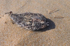 복어, 마른생선, 해안선, 모래, 죽음, 사진,이미지,일러스트,캘리그라피 - 기노작가 크라우드픽 - 저작권 걱정 없는 상업용 이미지