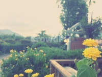 봄, 꽃, 화사한, 노란, 풍경, 사진,이미지,일러스트,캘리그라피 - JUJU작가 크라우드픽 - 저작권 걱정 없는 상업용 이미지