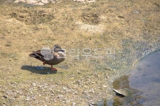동물, animal, 오리, duck, 새, 사진,이미지,일러스트,캘리그라피 - 으치리작가 크라우드픽 - 저작권 걱정 없는 상업용 이미지
