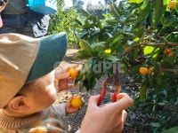 과일, fruit, 감귤, 체험, 제주도, 사진,이미지,일러스트,캘리그라피 - saeromy72작가 크라우드픽 - 저작권 걱정 없는 상업용 이미지