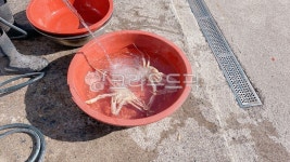 수산시장, 대야, 다라이, 회센터, 바닷물, 사진,이미지,일러스트,캘리그라피 - 끼리작가 크라우드픽 - 저작권 걱정 없는 상업용 이미지