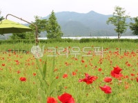 양귀비꽃, 물의정원, flower, 꽃, blossom, 사진,이미지,일러스트,캘리그라피 - MacYoo작가 크라우드픽 - 저작권 걱정 없는 상업용 이미지