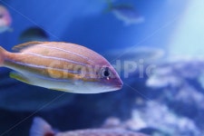 물고기, 어류, 한마리, 수족관, 일본, 사진,이미지,일러스트,캘리그라피 - 요로코롬작가 크라우드픽 - 저작권 걱정 없는 상업용 이미지