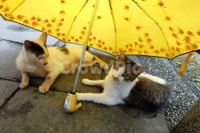 고양이, 고양이한쌍, 우산, 노란색, 고양이들, 사진,이미지,일러스트,캘리그라피 - Yoonie1222작가 크라우드픽 - 저작권 걱정 없는 상업용 이미지