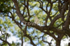 흰비둘기, 하얀비둘기, 나무, 공원, 새, 사진,이미지,일러스트,캘리그라피 - 쏭이대디작가 크라우드픽 - 저작권 걱정 없는 상업용 이미지