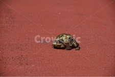 뚜꺼비, 자연, 사랑, 동물, 번식, 사진,이미지,일러스트,캘리그라피 - 하얀언덕작가 크라우드픽 - 저작권 걱정 없는 상업용 이미지