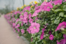 꽃, 꽃길, 분홍, 핑크, 그린, 사진,이미지,일러스트,캘리그라피 - DejavuEnt작가 크라우드픽 - 저작권 걱정 없는 상업용 이미지