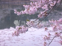 물가, 꽃, 벚꽃, 자연, 다리, 사진,이미지,일러스트,캘리그라피 - lovelydhdu작가 크라우드픽 - 저작권 걱정 없는 상업용 이미지