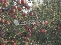 사과, 과수원, 시골, apple, contryside, 사진,이미지,일러스트,캘리그라피 - 황은별작가 크라우드픽 - 저작권 걱정 없는 상업용 이미지