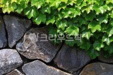 초록, 감성사진, 돌담, 파릇파릇, 싱싱한, 사진,이미지,일러스트,캘리그라피 - Song A작가 크라우드픽 - 저작권 걱정 없는 상업용 이미지